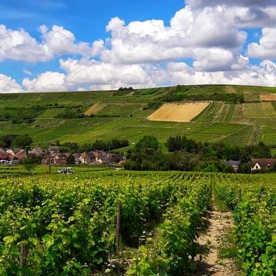 Private Sancerre vineyards & cellars tour from Paris + Sommelier 2