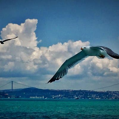 Luxury Private and Guided Istanbul Food Tour with a local guide 5