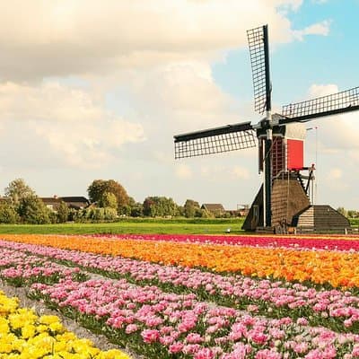Tulip Experience and Keukenhof Flower Gardens Tour from Amsterdam 4