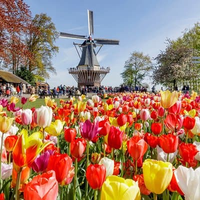 Keukenhof Gardens & Tulip Experience Tour from Amsterdam 2