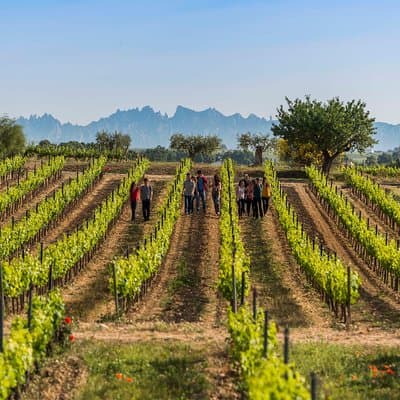 Winery Tour with Private Luxury Vehicle from Barcelona with Hotel pick up