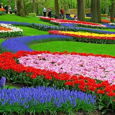 Tulip Experience and Keukenhof Flower Gardens Tour from Amsterdam 3