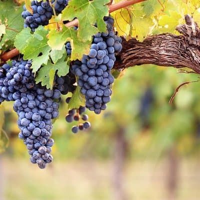 Private Tour: Top Three Organic Wineries & Local Lunch Included 2