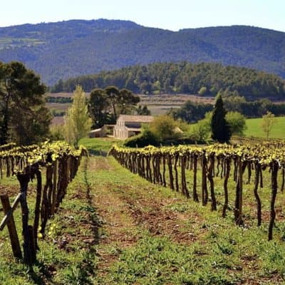 Private Tour: Top Three Organic Wineries & Local Lunch Included 4