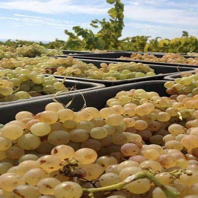 Private Breakfast Winery Experience - Private Wine Tasting Tour 3