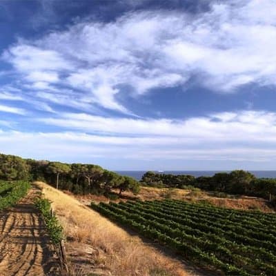 Private Breakfast Winery Experience - Private Wine Tasting Tour 4
