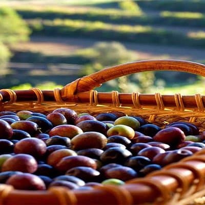 Private Oil Tasting Tour 3