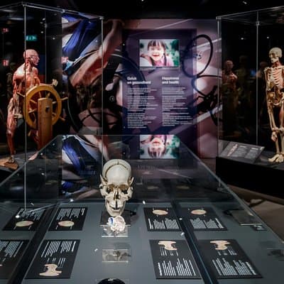 Body Worlds Amsterdam Admission Ticket 4