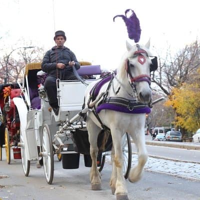 Horse Carriage Tour in New York City's Central Park Small Loop