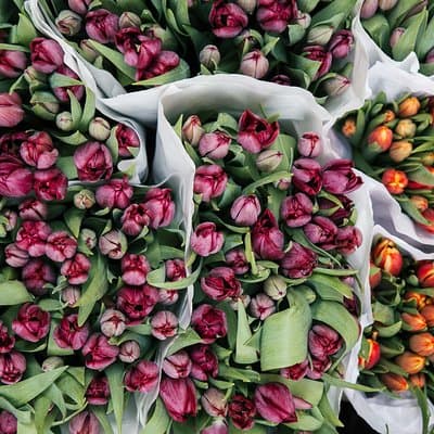 Amsterdam Private Tour: Highlights & Hidden Gems by Bike or Foot 5
