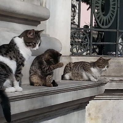 Istanbul Delights: A Journey Through Flavor and History 5