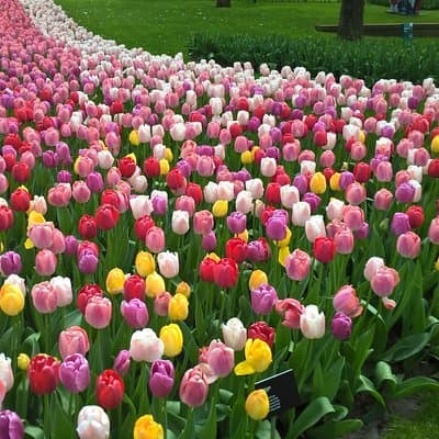Keukenhof's Tulips and Windmills Small-Group Tour from Amsterdam