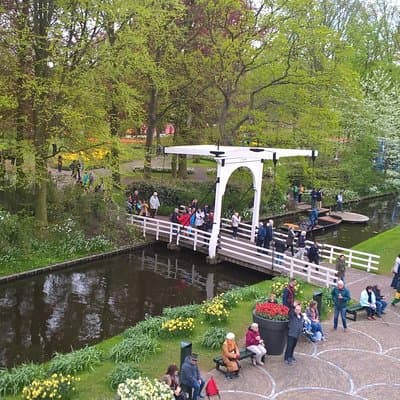 Keukenhof's Tulips and Windmills Small-Group Tour from Amsterdam 4