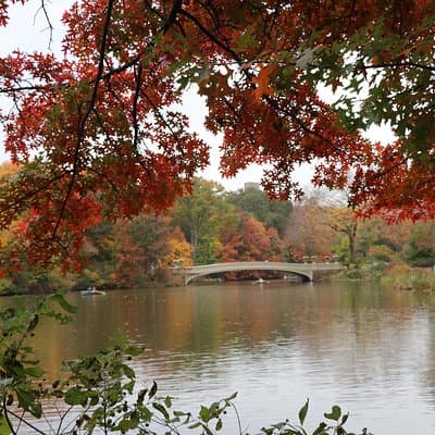 Romantic Proposal Carriage Tour in Central Park 3