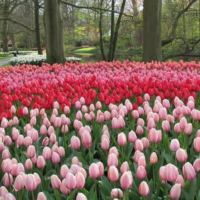 Private Day Trip to Keukenhof Gardens with Entrance Tickets