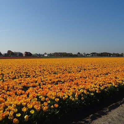 4 hours private tour to the famous colourfull flower fields from Amsterdam 2