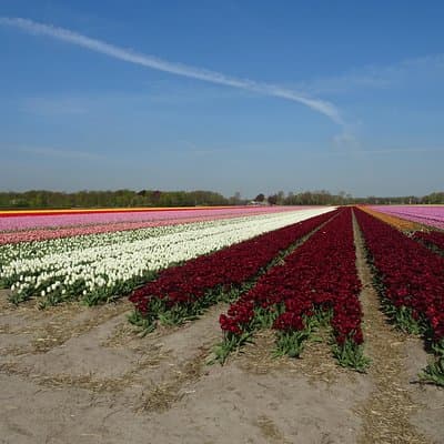 4 hours private tour to the famous colourfull flower fields from Amsterdam