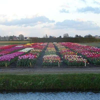 4 hours private tour to the famous colourfull flower fields from Amsterdam 4