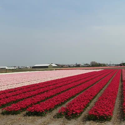 4 hours private tour to the famous colourfull flower fields from Amsterdam 5