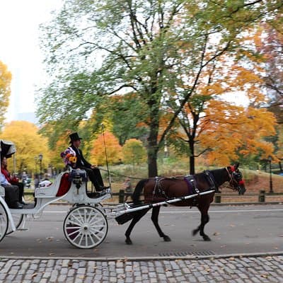 Romantic Proposal Carriage Tour in Central Park 5