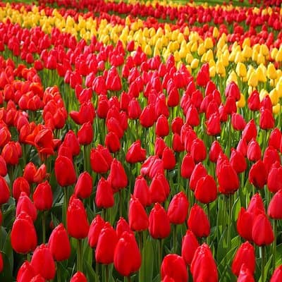 Private Day Trip from Amsterdam to Keukenhof with Entrance Tickets