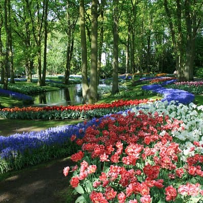 Private Day Trip from Amsterdam to Keukenhof with Entrance Tickets 4