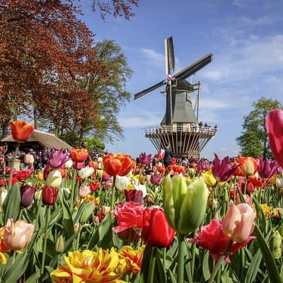 From Amsterdam: Keukenhof Ticket, Transfer & Live Guide Option 2