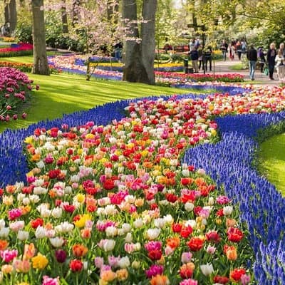 Tulip Experience and Keukenhof Flower Gardens Tour from Amsterdam 5