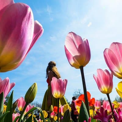 From Amsterdam: Keukenhof and Tulip Experience Tour 2