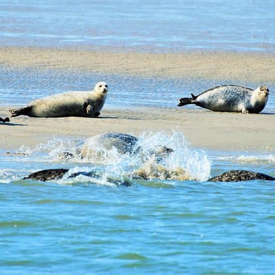 Seal Safari at UNESCO Site Waddensea from Amsterdam