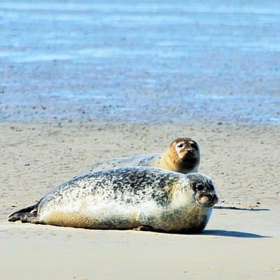 Seal Safari at UNESCO Site Waddensea from Amsterdam 2