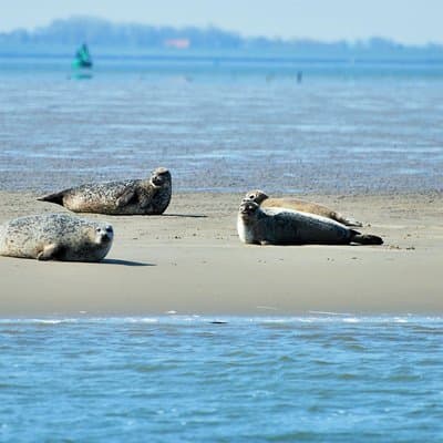 Seal Safari at UNESCO Site Waddensea from Amsterdam 3