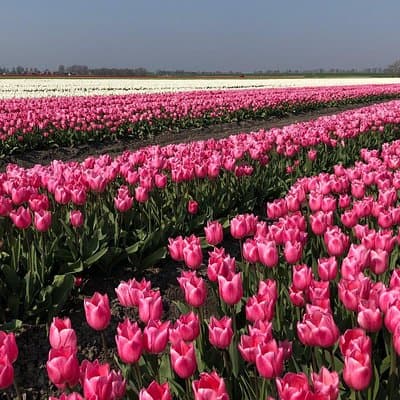Full day tour to Texel - Friesian Islands - from Amsterdam 2