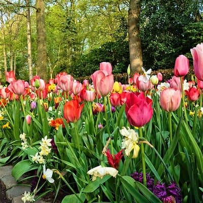 Tour to Giethoorn and Keukenhof Tulip Fields from Amsterdam 2