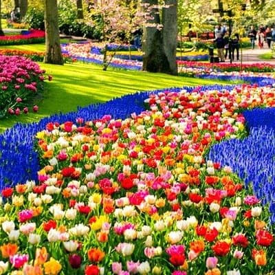 Keukenhof Skip-the-line Tickets: Countryside & Farm Private Tour