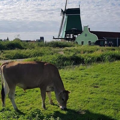 Amsterdam City & Countryside Tour: The Best of both Worlds