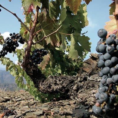 WINE TOUR PRIORAT: Visit 2 Top Wineries, Wine Tasting & Gourmet Lunch 2