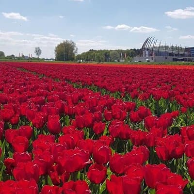 Keukenhof Skip-the-line Tickets: Countryside & Farm Private Tour 2