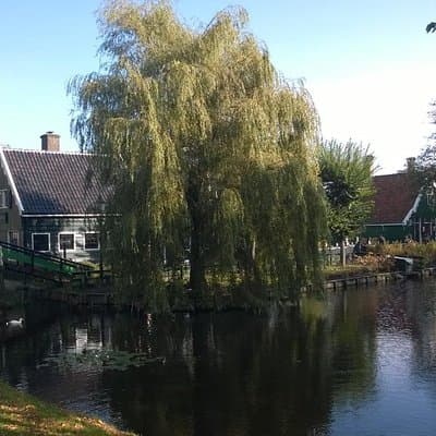 Zaanse Schans and Volendam Private Tour from Amsterdam 5