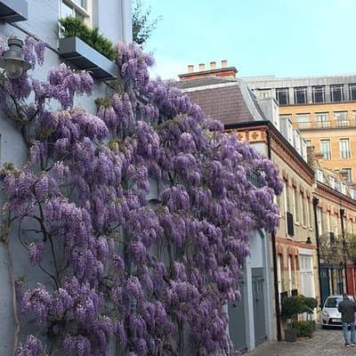 Historic London Pub Walk. A Walk Around Belgravia and Her Amazing Pubs 4