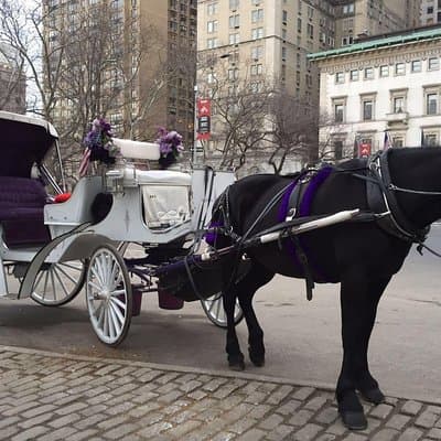 NYC Central Park Horse and Carriage Ride: Long Ride 45 min 4