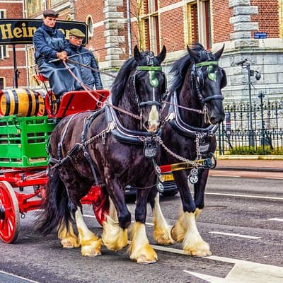 Amsterdam Like a Local: Private & Personalized Experience 2-4 hrs 5