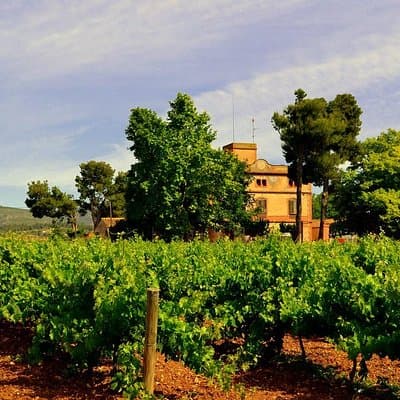 Winery Tour with Private Luxury Vehicle from Barcelona with Hotel pick up 3