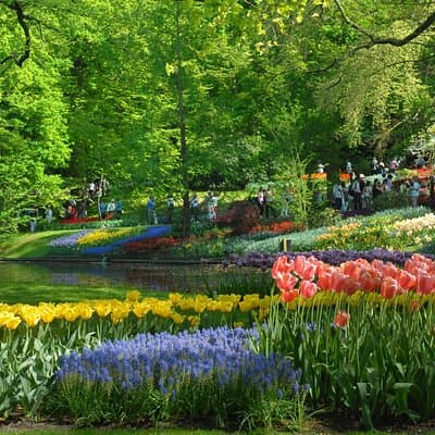 Private Day Trip from Amsterdam to Keukenhof with Entrance Tickets 5