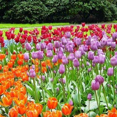 Private Day Trip from Amsterdam to Keukenhof with Entrance Tickets 3