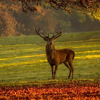 Small Group Tour to NP Hoge Veluwe (van Gogh) from Amsterdam 5