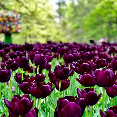 Private Tour to Windmills Zaanse Schans +Keukenhof - 7 Hours 4