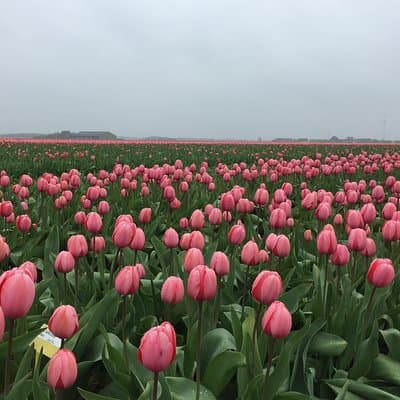 Private Group Zaanse Schans Half-Day Tour from Amsterdam 3