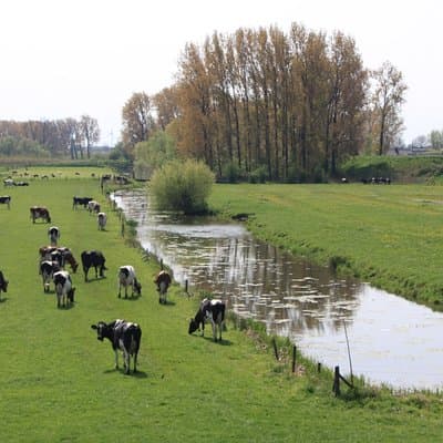 Cheese Clogs Windmills & Countryside Private Tour in Jaguar 5