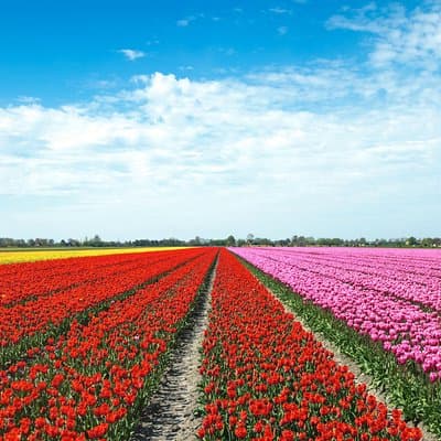 Amsterdam TulipFields of Holland Tour